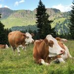 Farm-to-Closet: Hemp and Algae Fabrics Dominating 2025